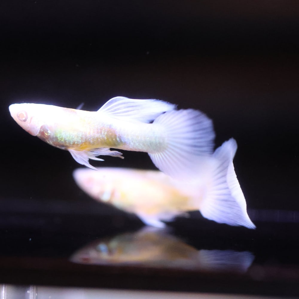 Albino Blue Koi Short