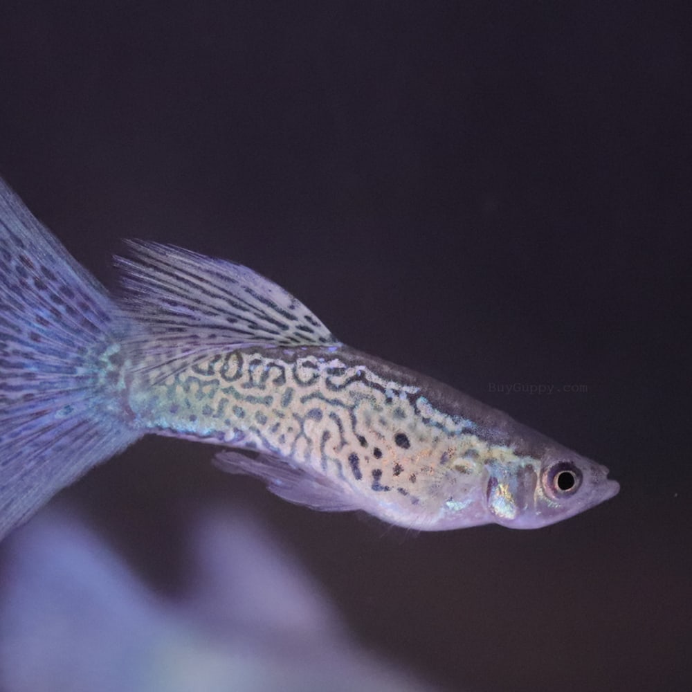 Albino Blue Lace