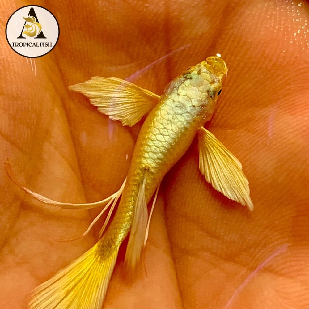 Albino Full Gold Ribbon 24K