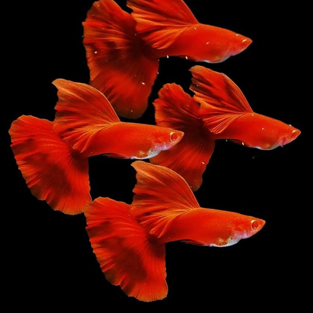Albino Full Red BDS – High Quality With Biggest Dorsal & Tail