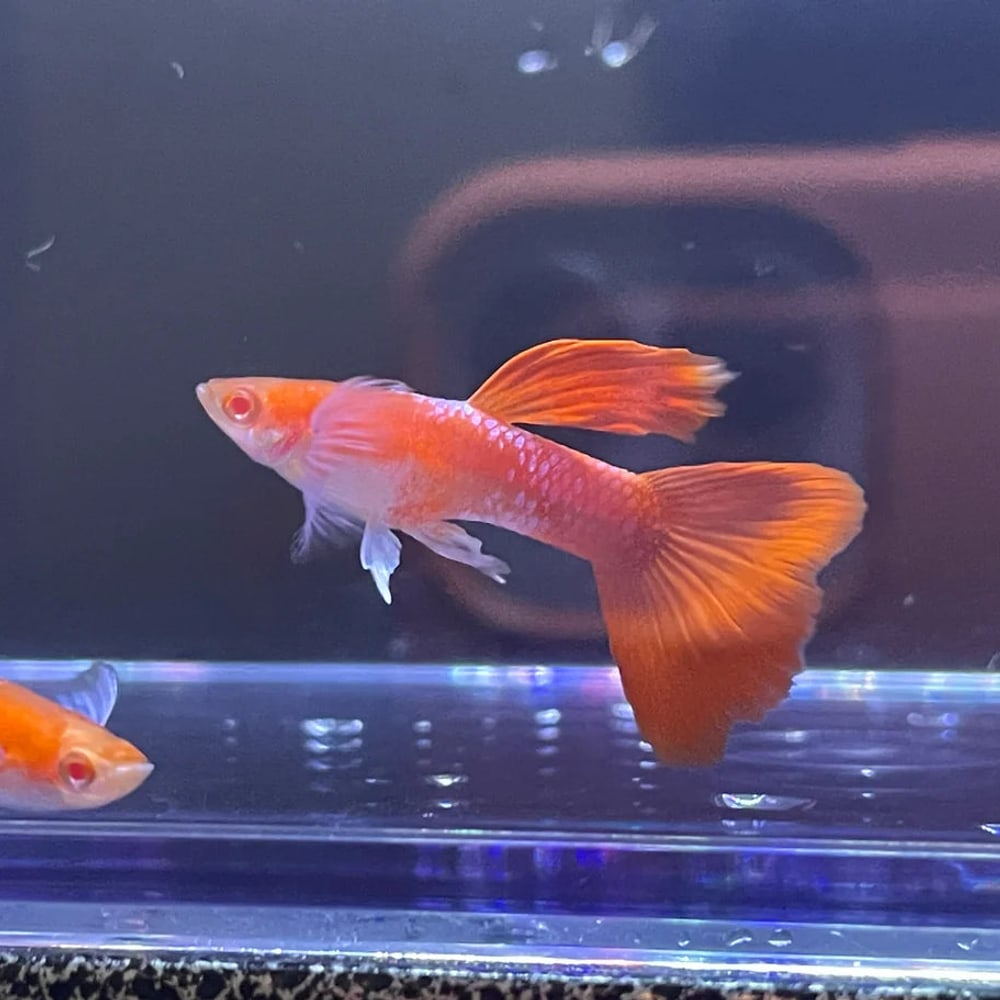 Albino Full Red Blue Ear