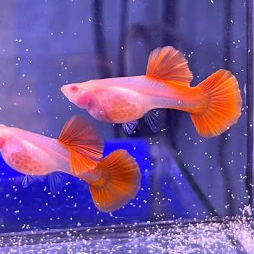 Albino Full Red Glass Belly BDS