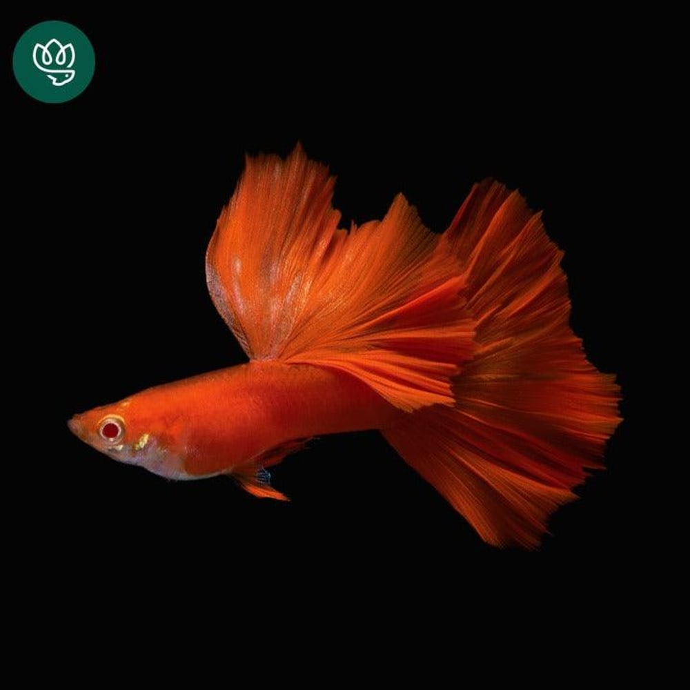 Albino Full Red Red Ear