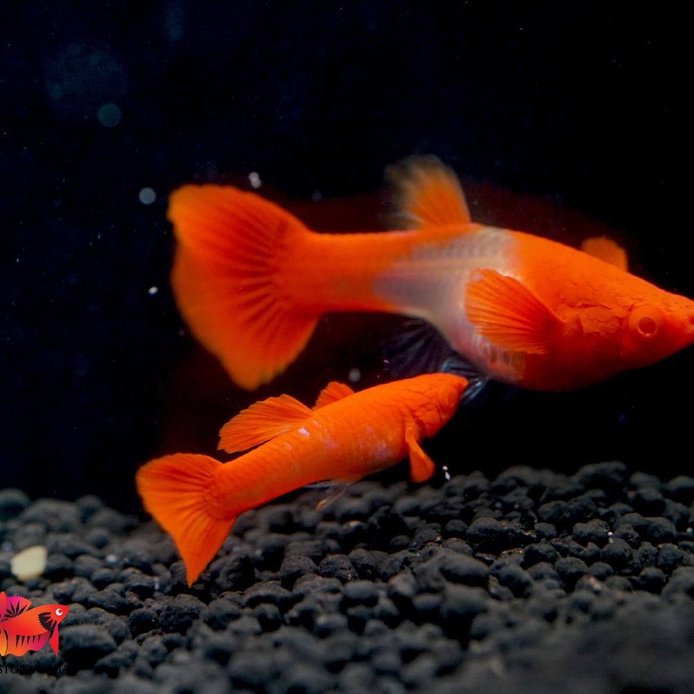 Albino Koi Red Ear