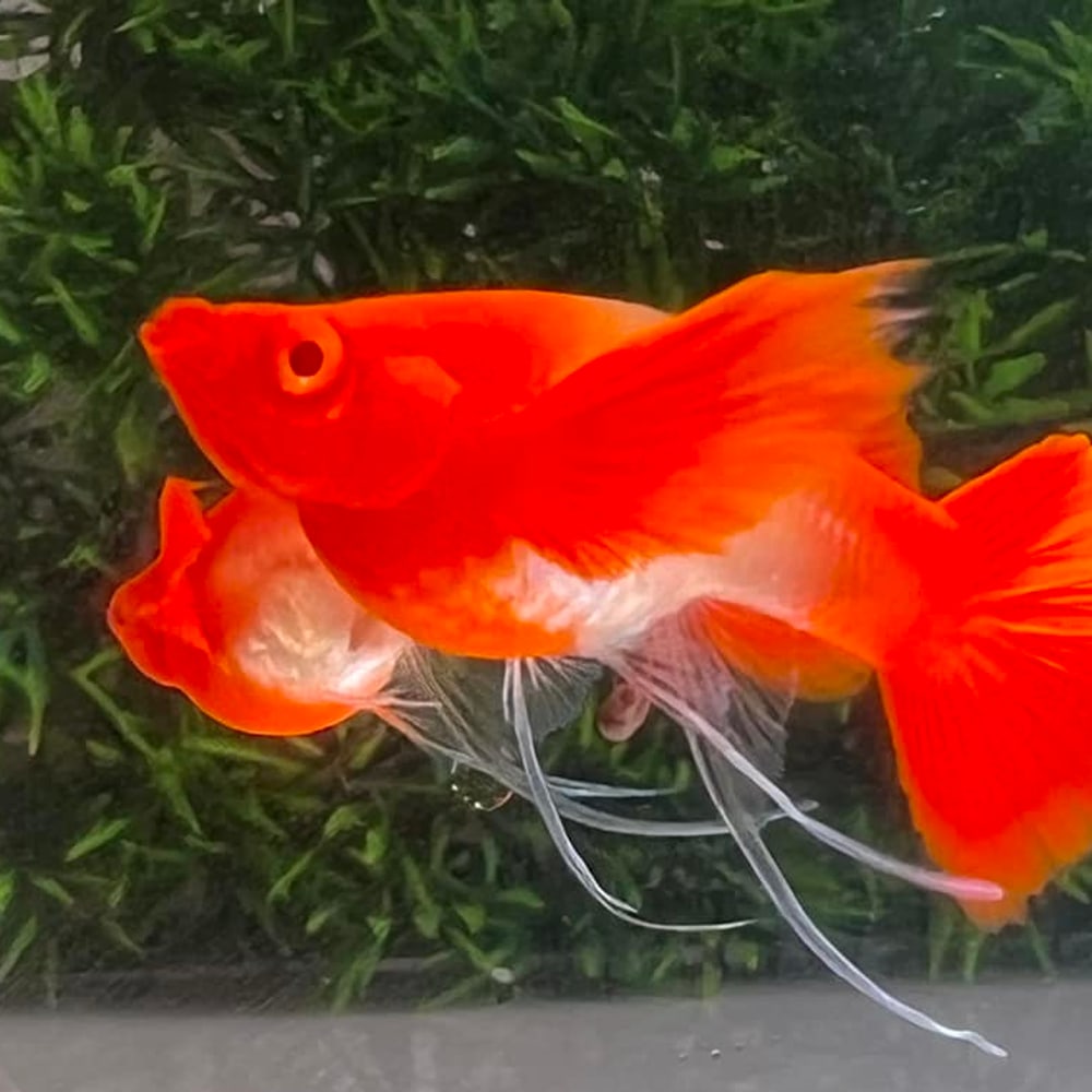 Albino Koi Red Ear Ribbon Long Ear