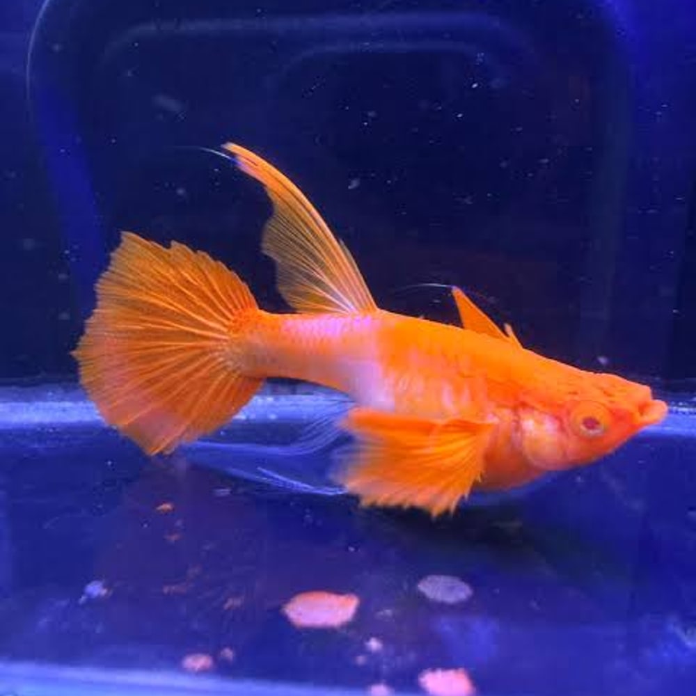 Albino Koi Red Ear Ribbon Normal