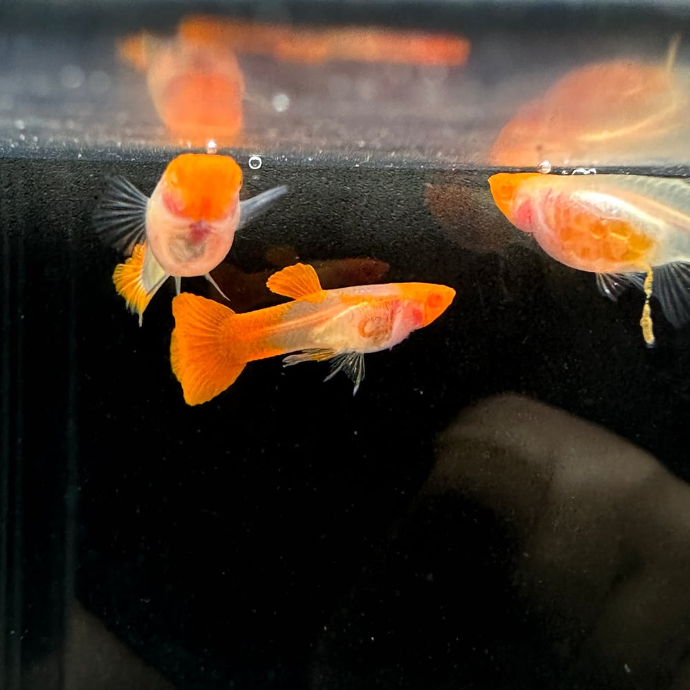 Albino Koi Red Ear See Through