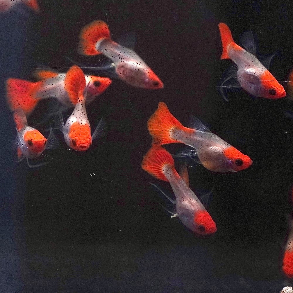 Albino Koi Red Ear See Through Ribbon