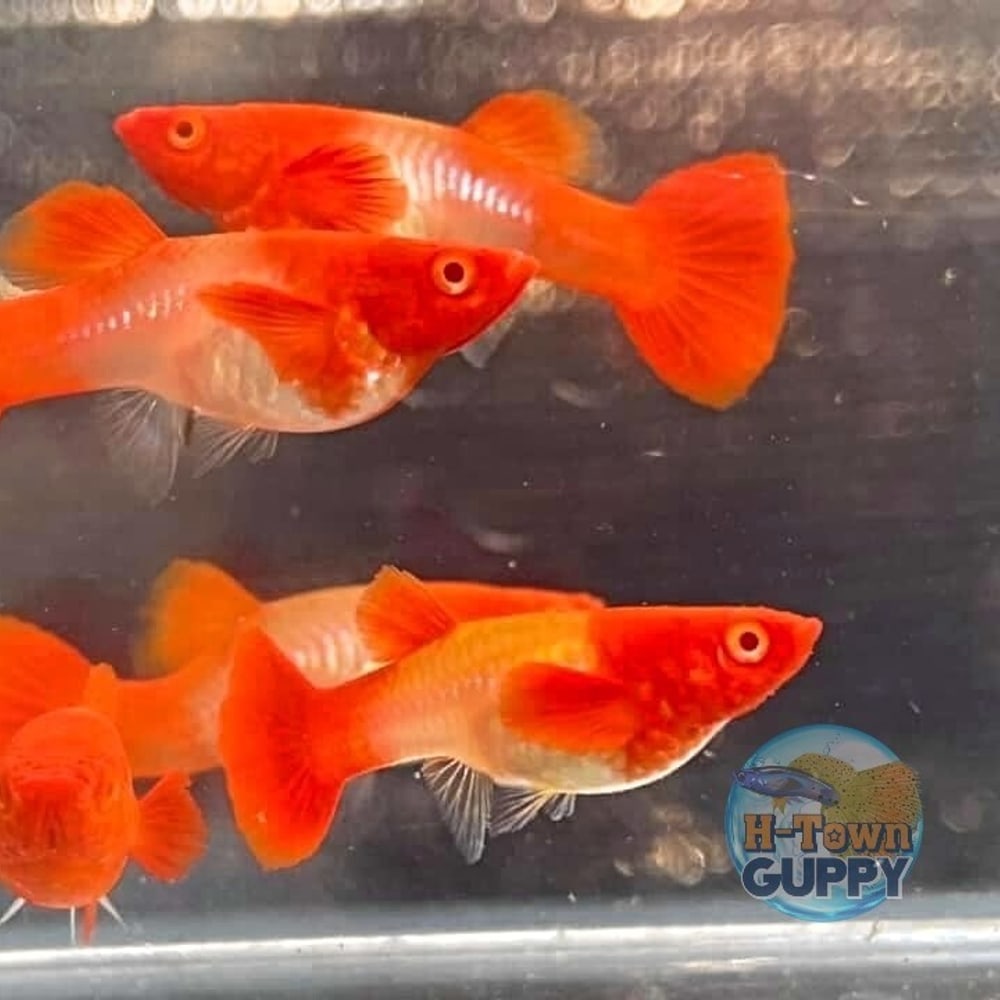 Albino Koi Red Short