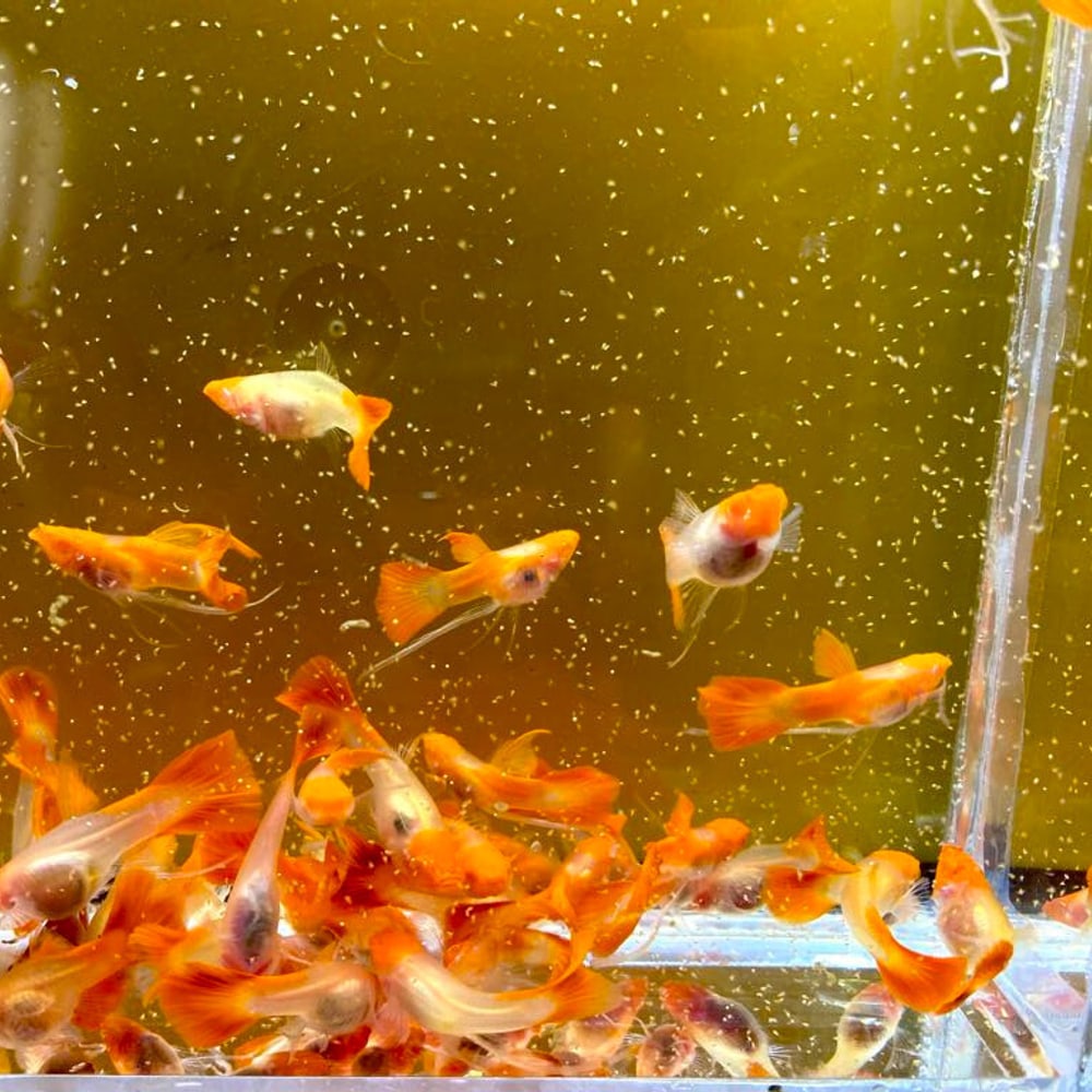 Albino Koi Red Short See Through Ribbon (High Quality)
