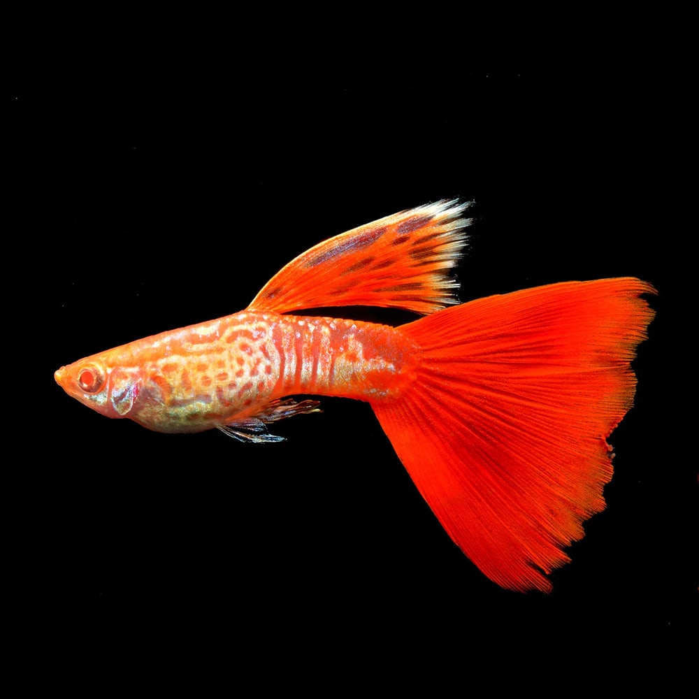 Albino Metal Red