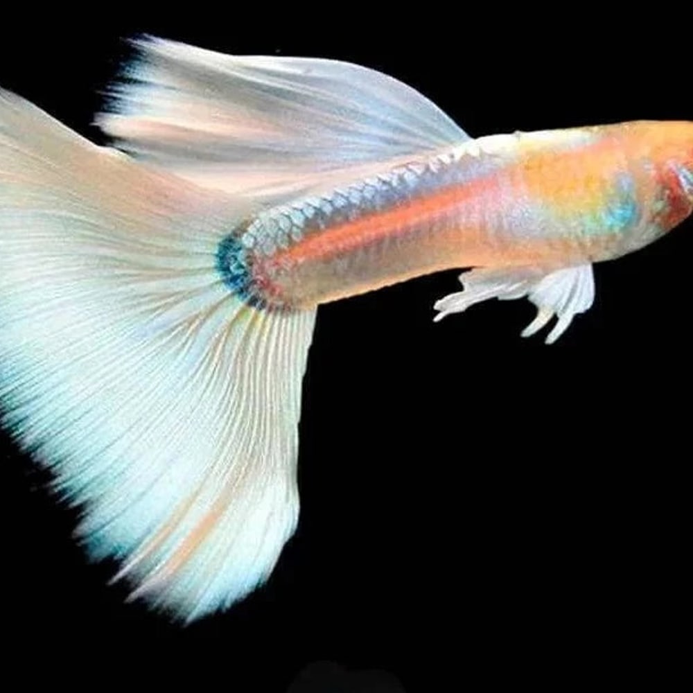 Albino Platinum BDS