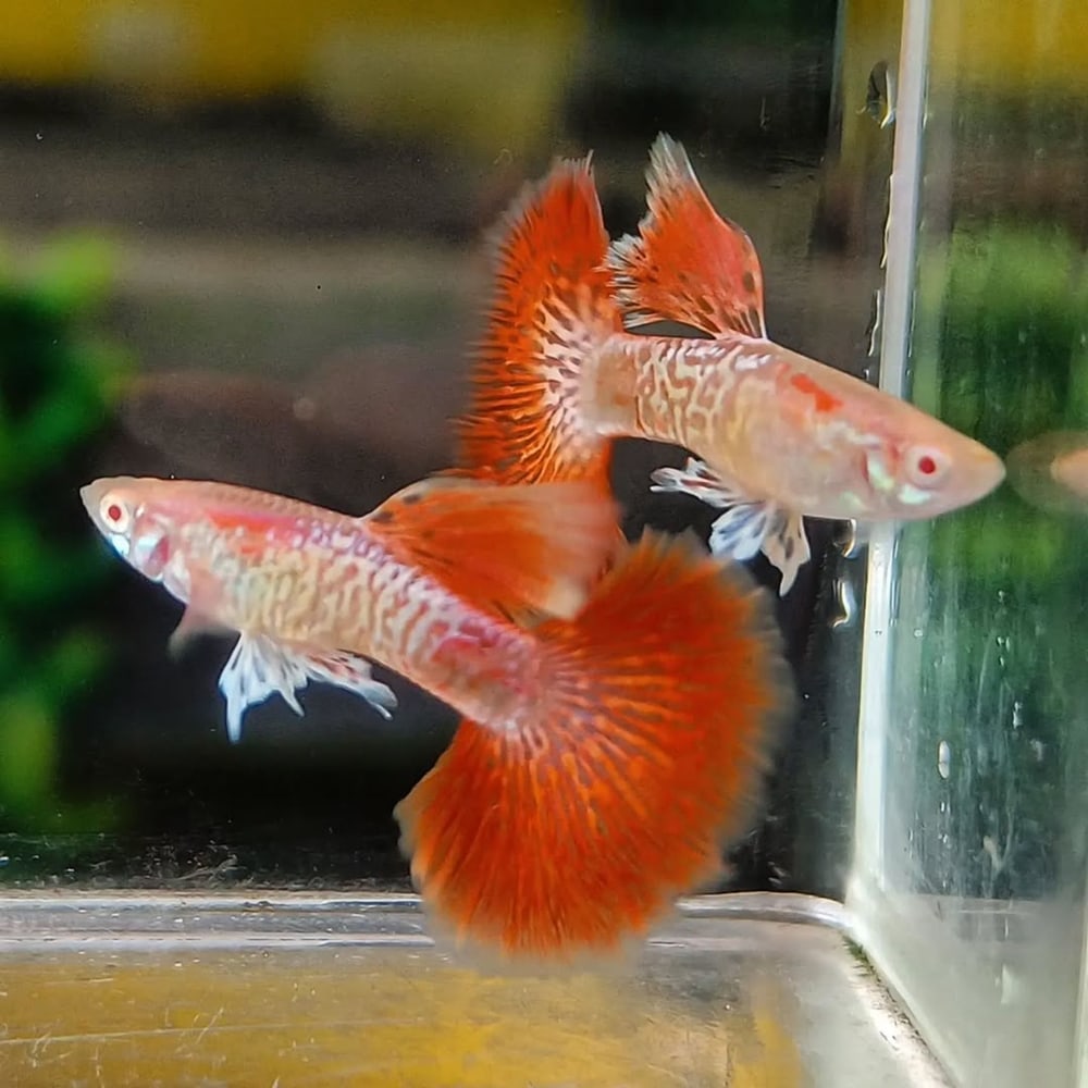 Albino Red Dragon BDS HM