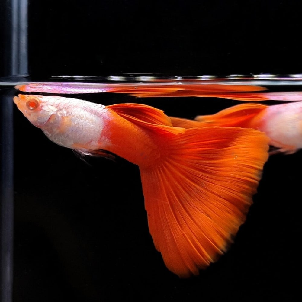 Albino Silver Red Tail
