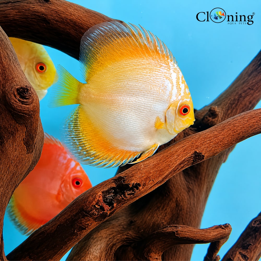 Albino Solid Color Discus 6-7 cm (Red, White, Yellow, Blue)