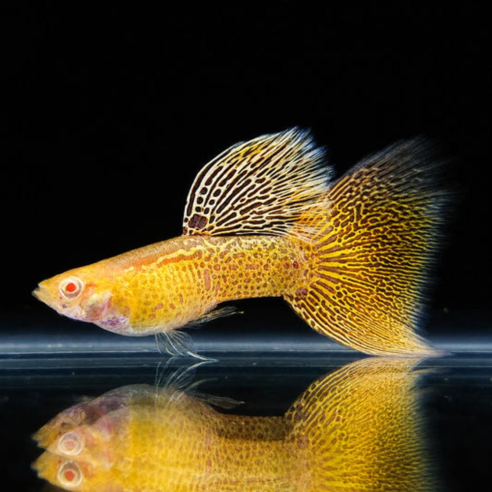 Albino Yellow Lace