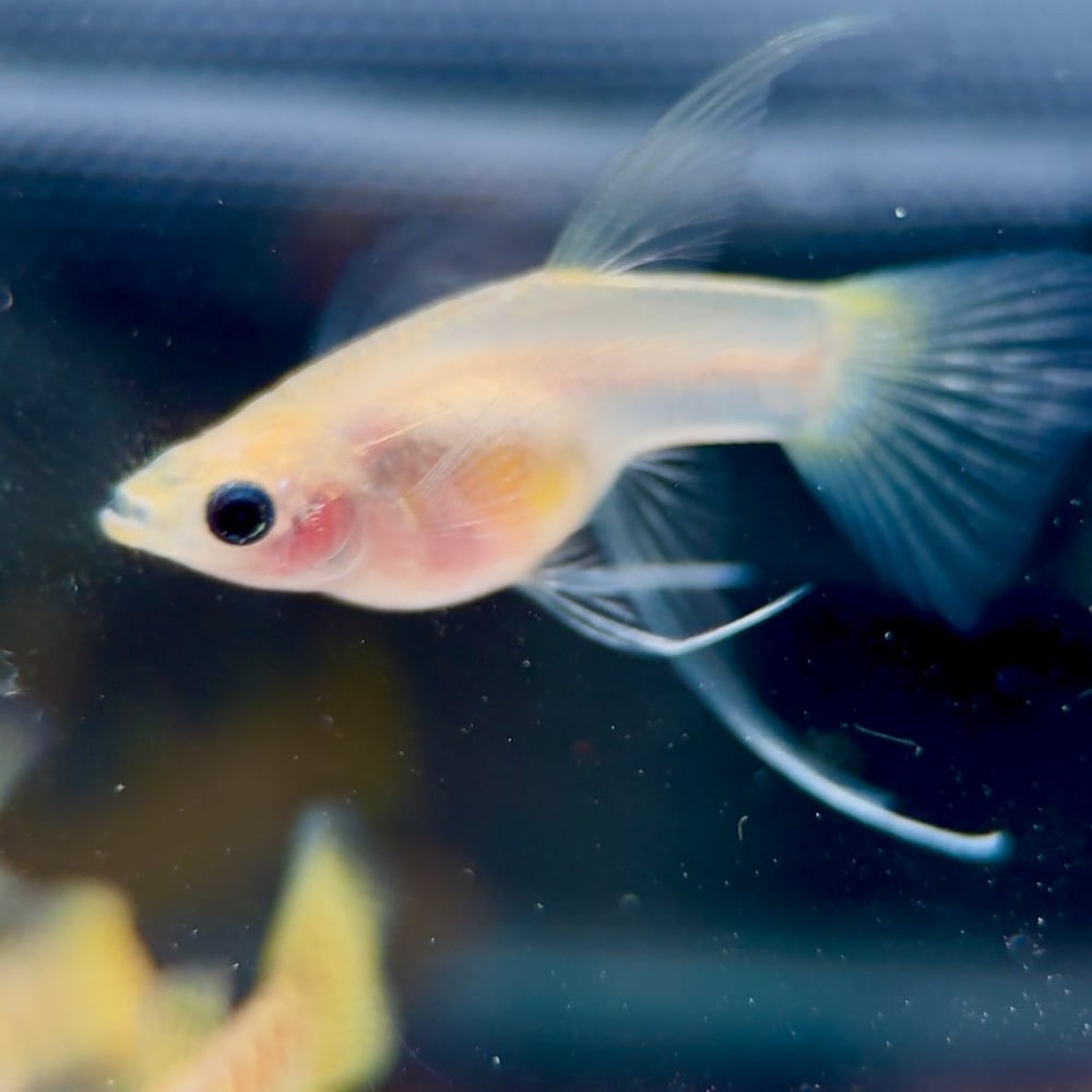 Albino Yellow Lace Short Grass Belly Ribbon
