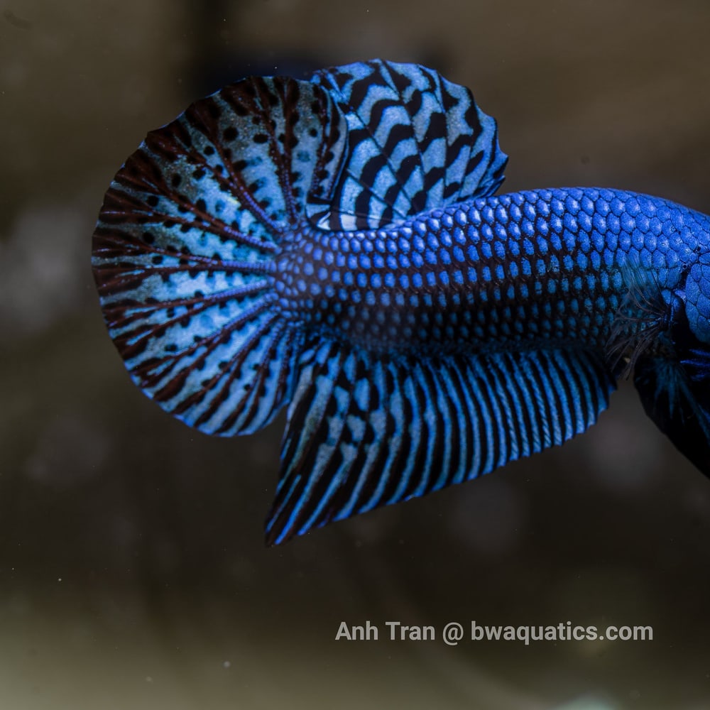 Alien (Copper, Green, Blue, Mahachai, Splendens)