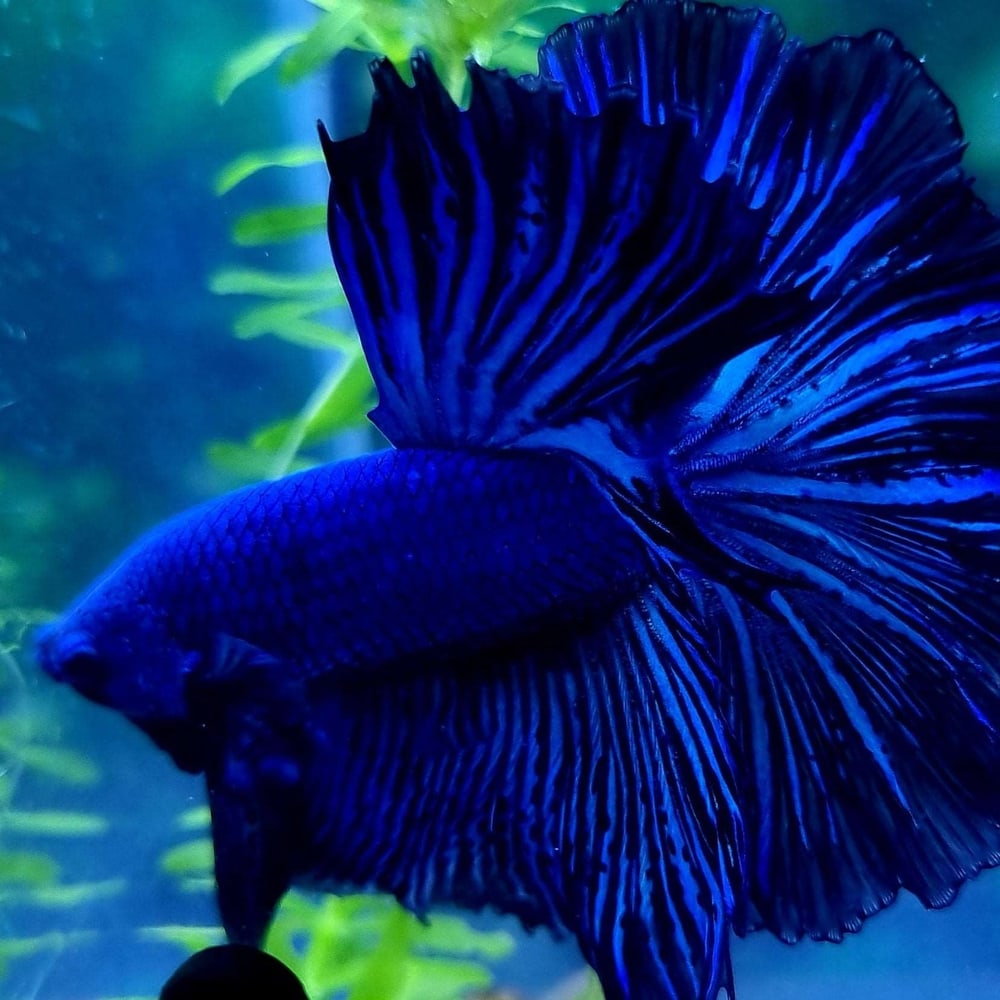 Black Blue Betta