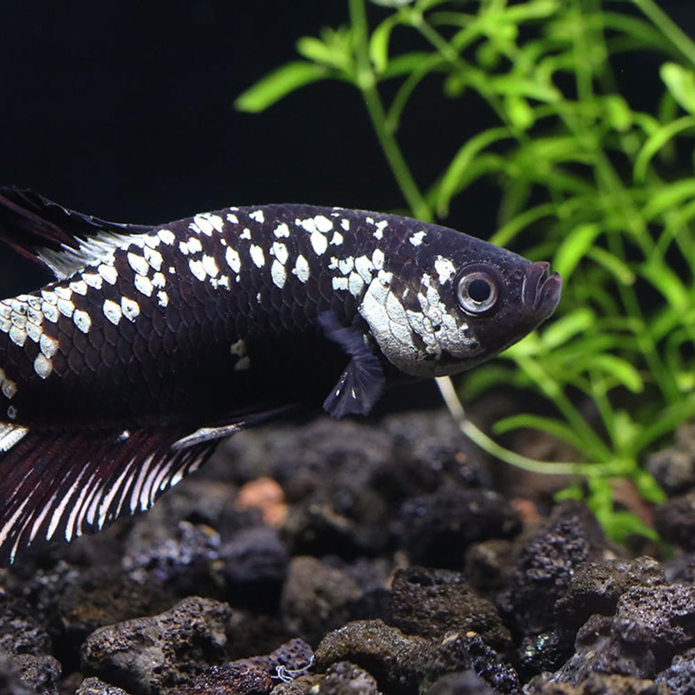 Black Dragon Betta