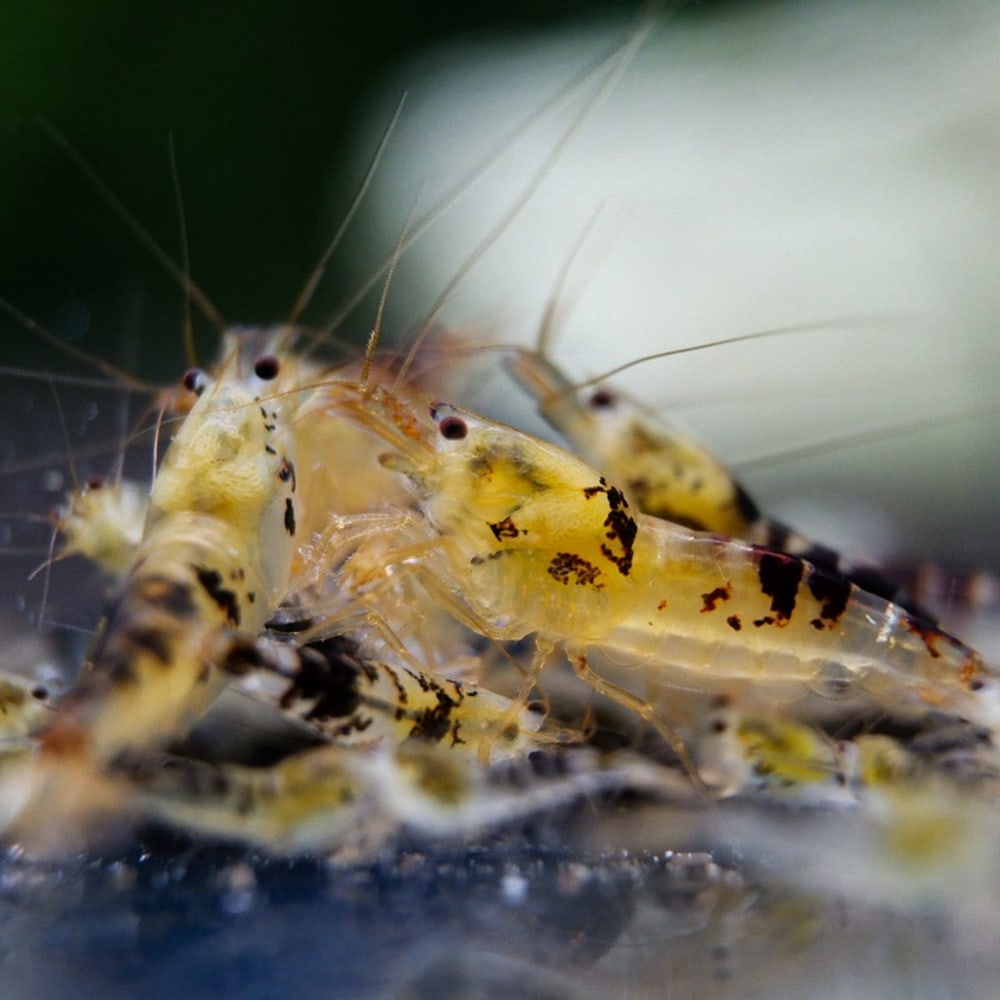 Black Dragon Shrimp