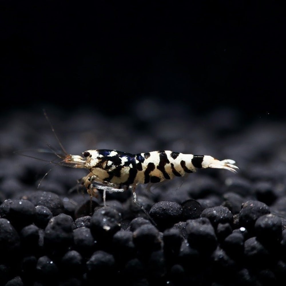 Black Fancy Tiger (Mid Grade)