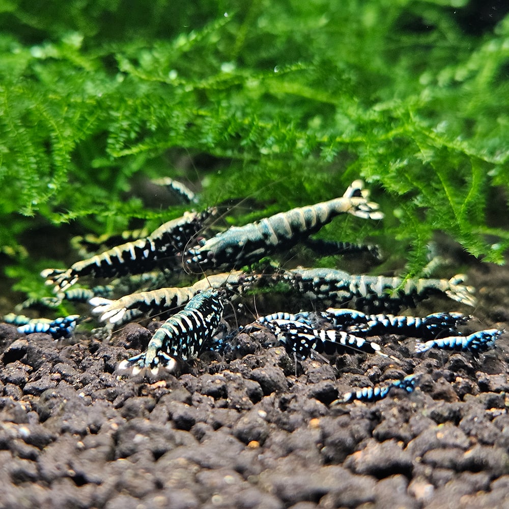 Black Galaxy Fishbone (Common)