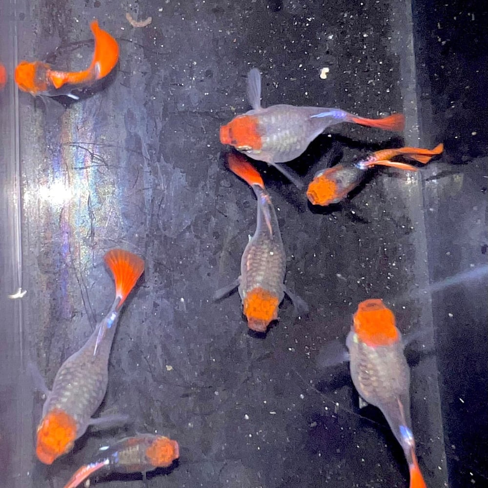 Black Koi Short See Through Ribbon