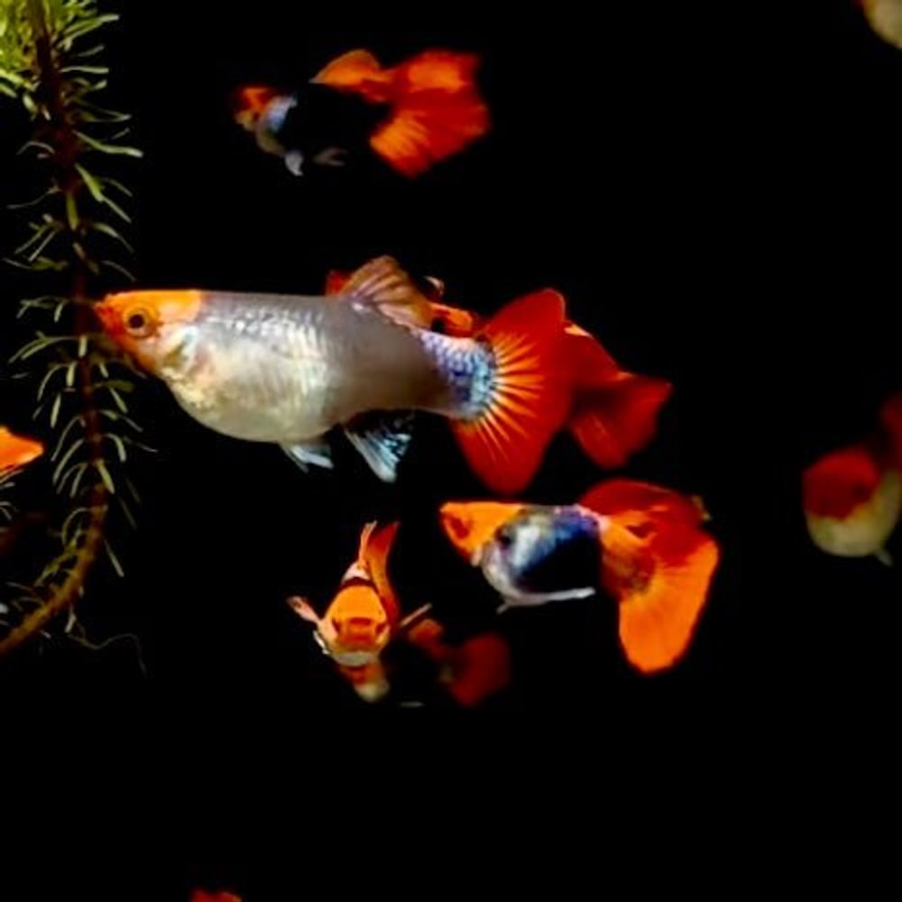 Black Koi Short Swallow
