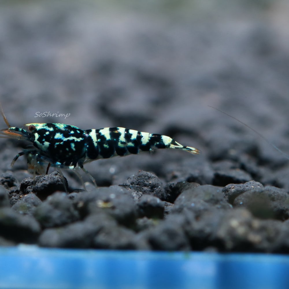 Black Pinto