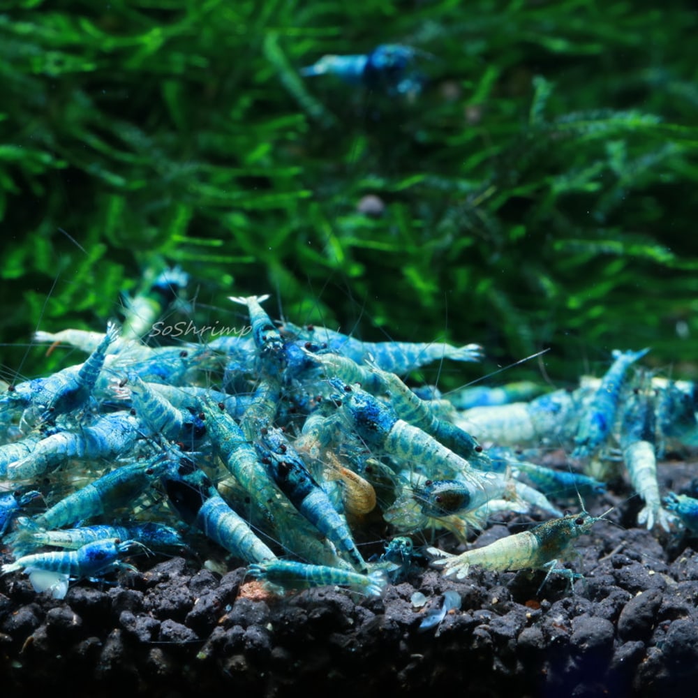 Blue Bolt