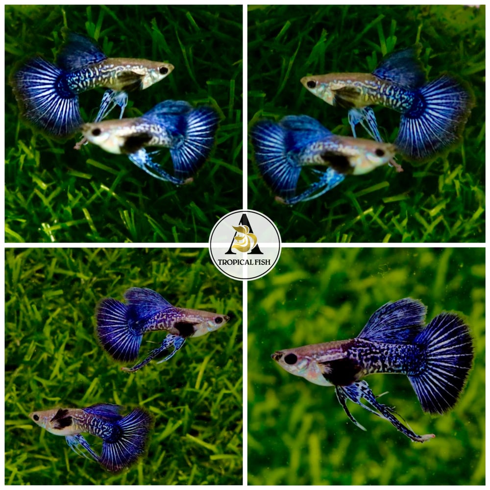 Blue Dragon Ribbon