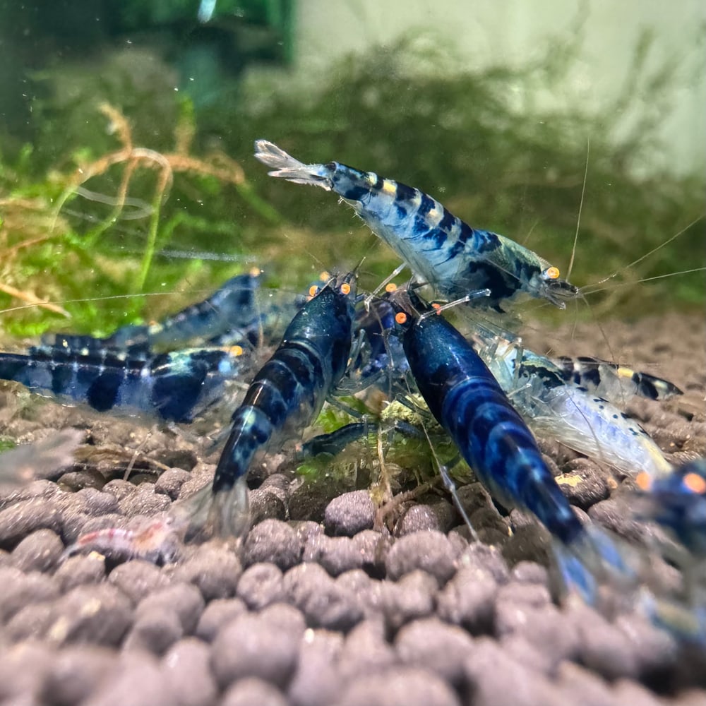 Blue Dragon Shrimp