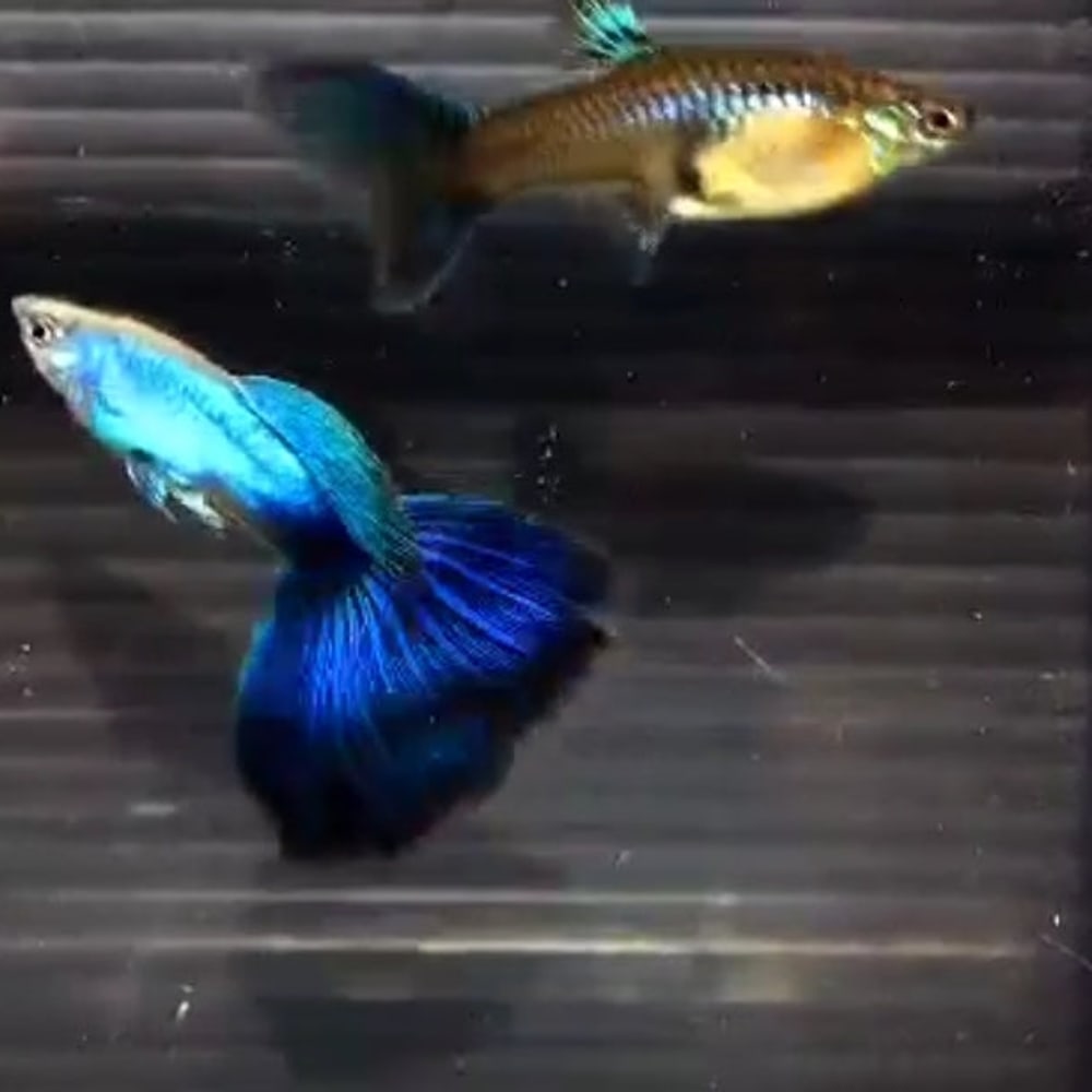 Blue Japan Big Tail