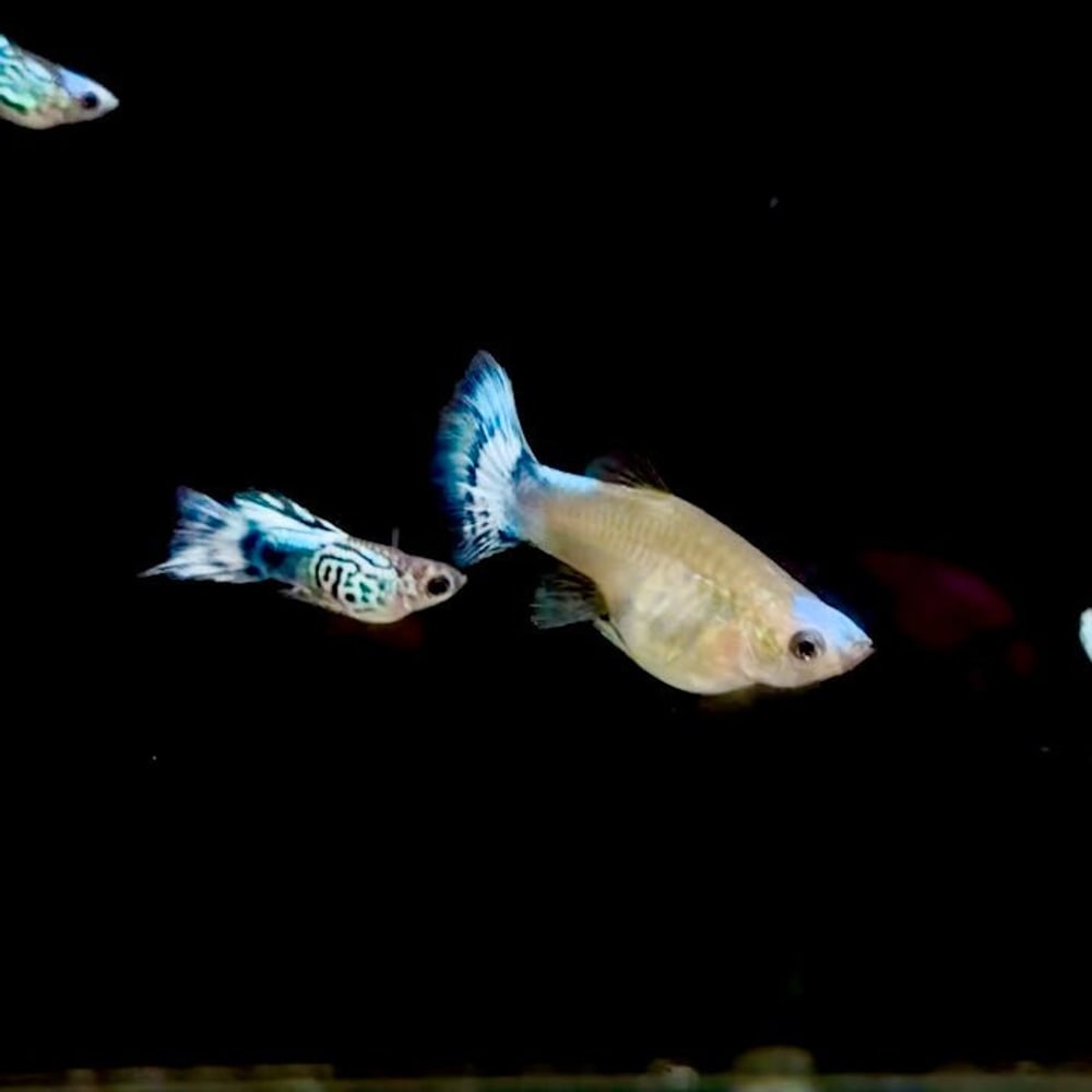 Blue Koi