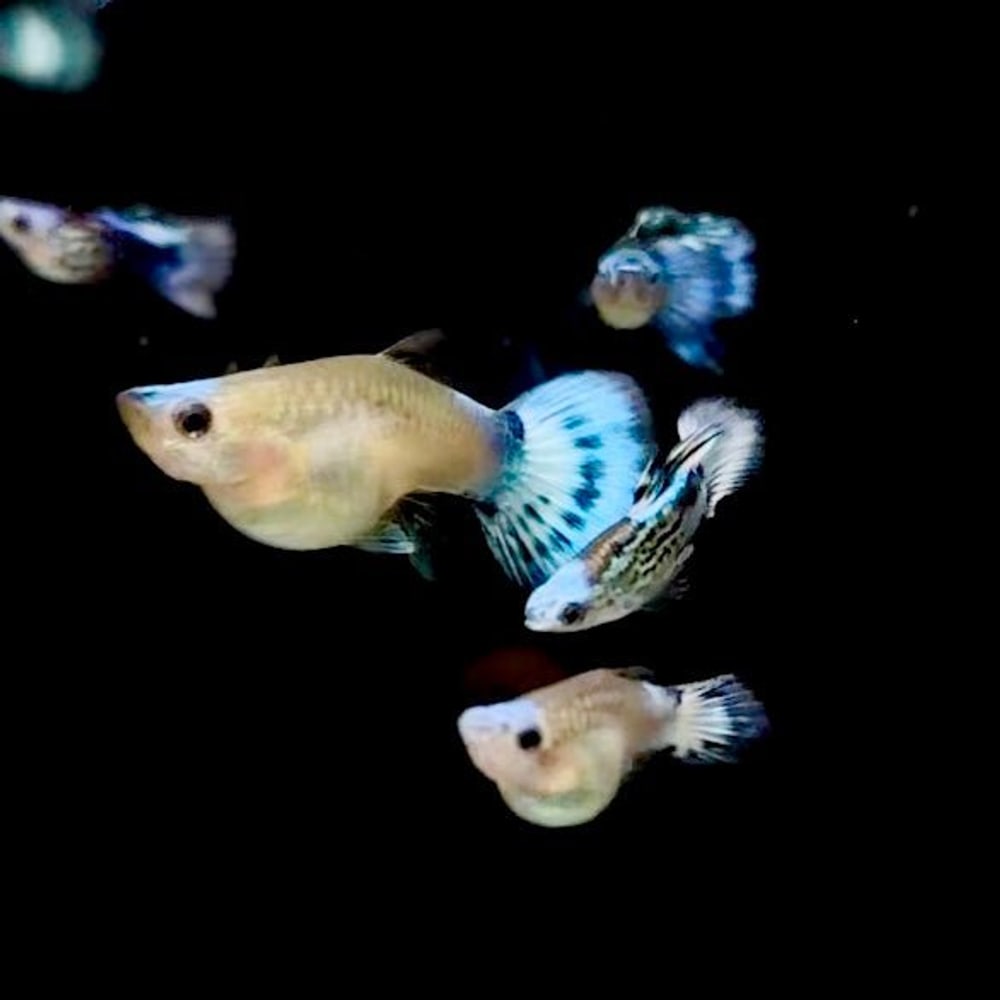 Blue Koi Short Ribbon