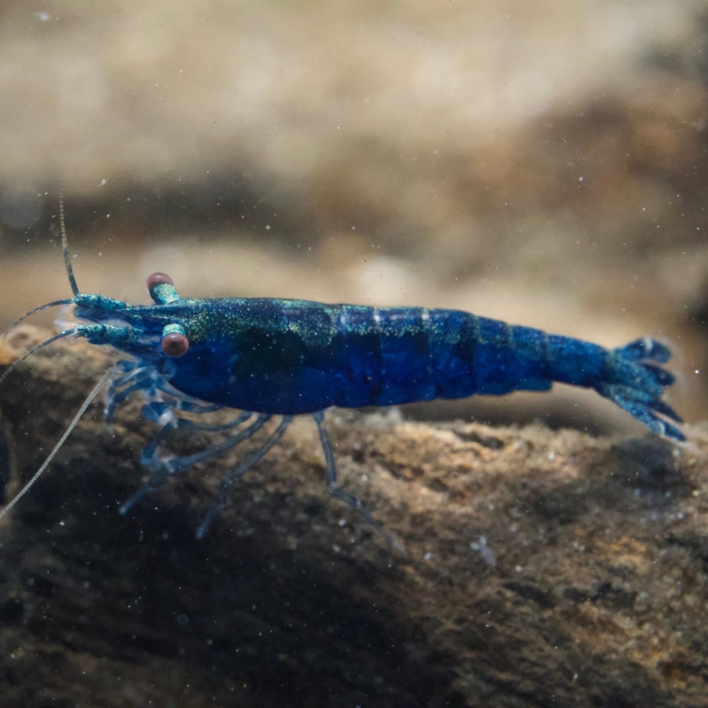 Blue Sapphire