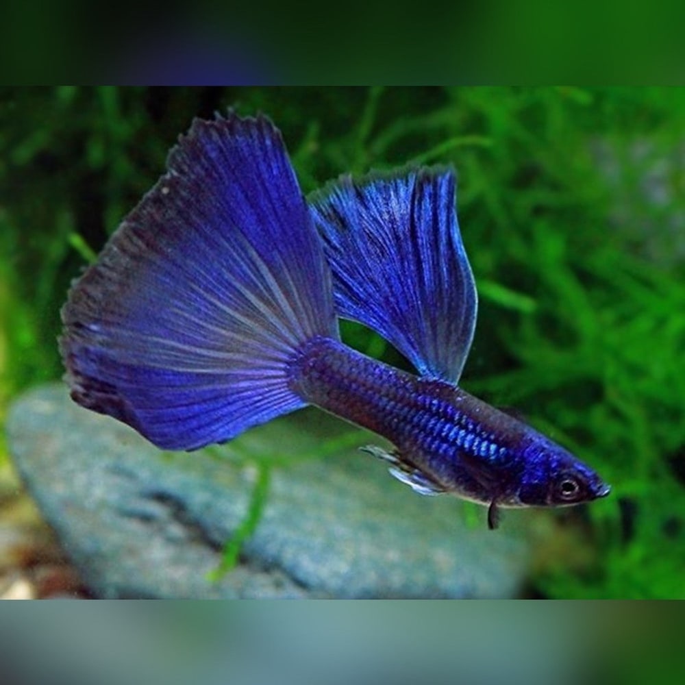 Blue Tarzan