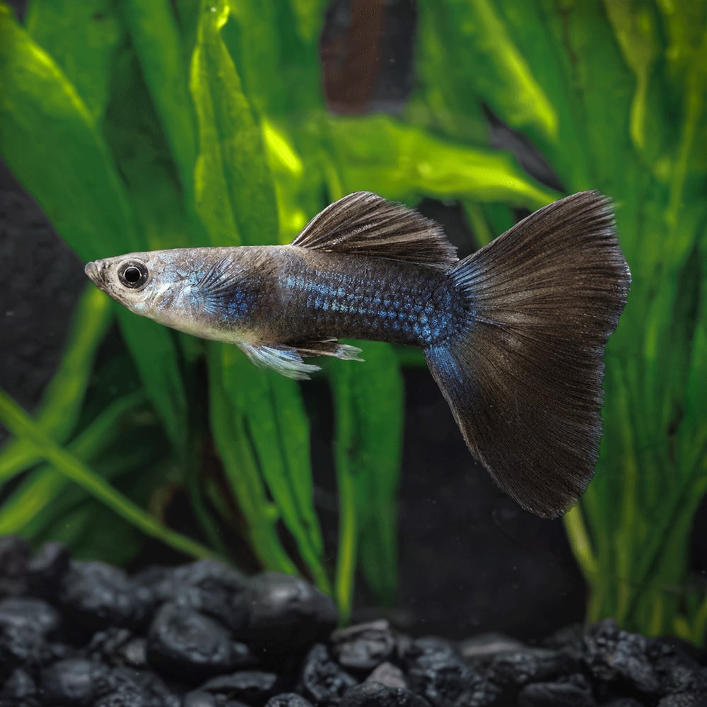 Blue Tarzan Swallow