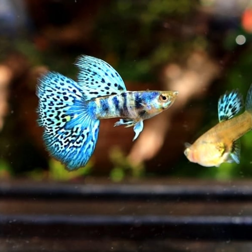 Blue Tiger