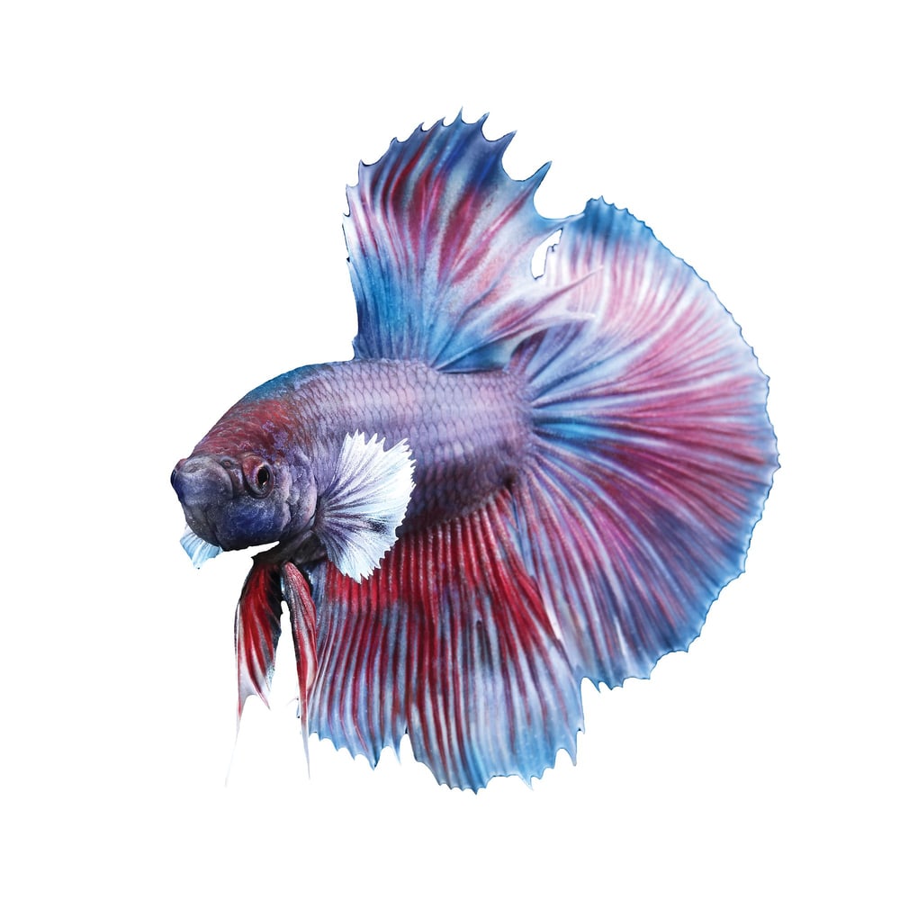 Dumbo Halfmoon Betta (Normal Quality)