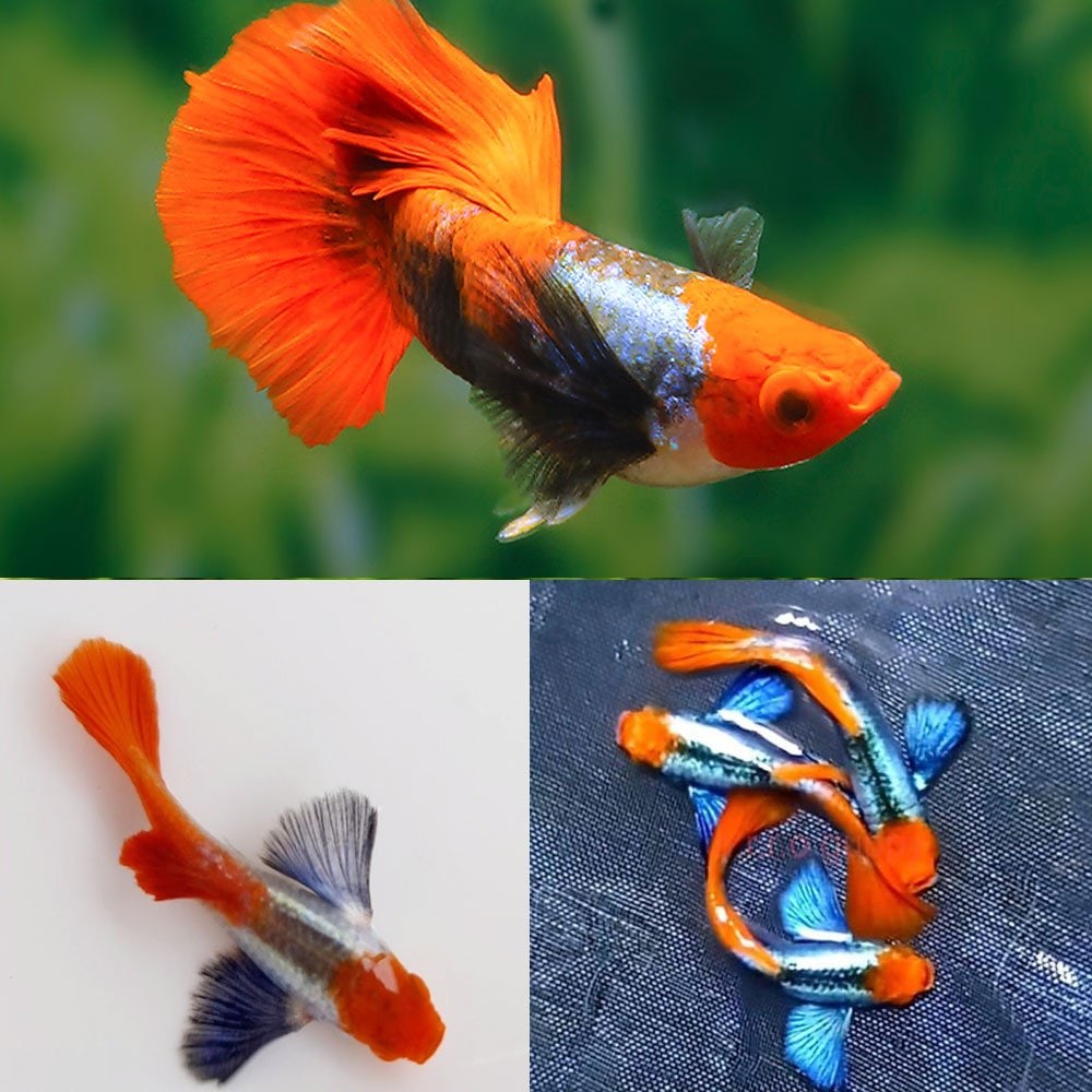 Dumbo Koi