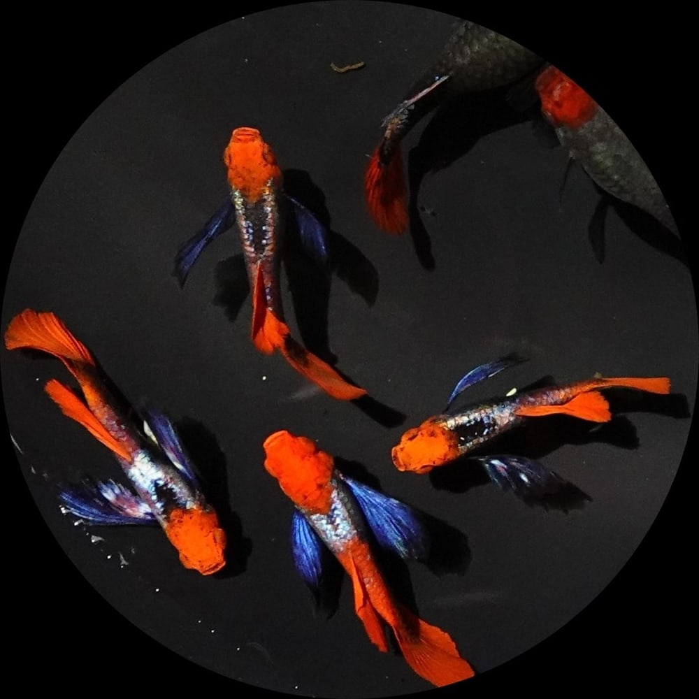 Dumbo Koi Short
