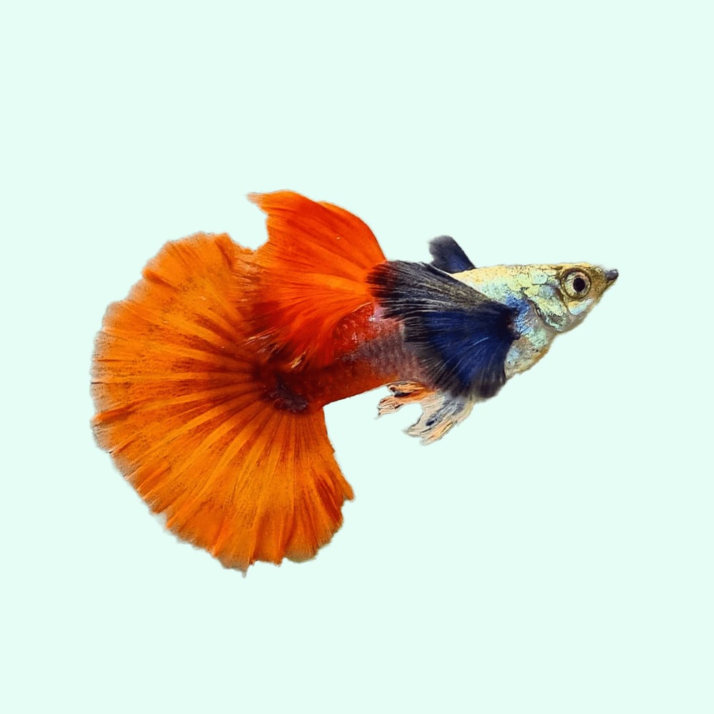 Dumbo Red Tail HM