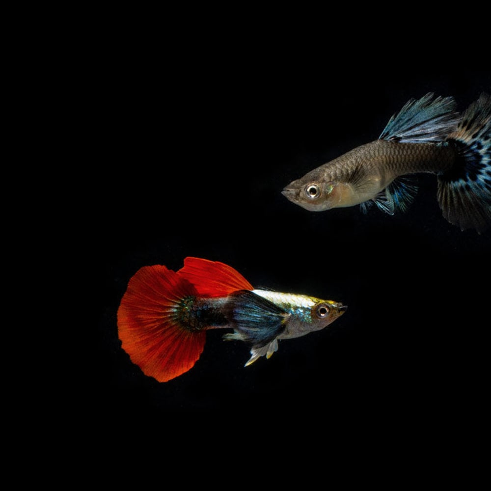 Dumbo Red Tail Normal