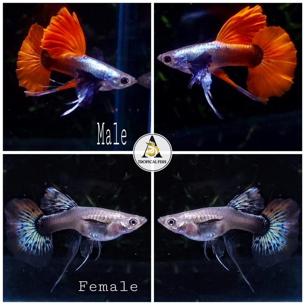 Dumbo Red Tail Ribbon