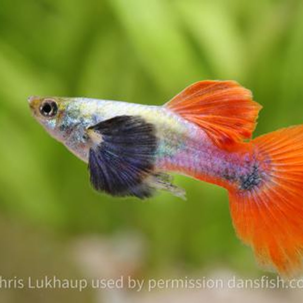 Dumbo Red Tail SPS