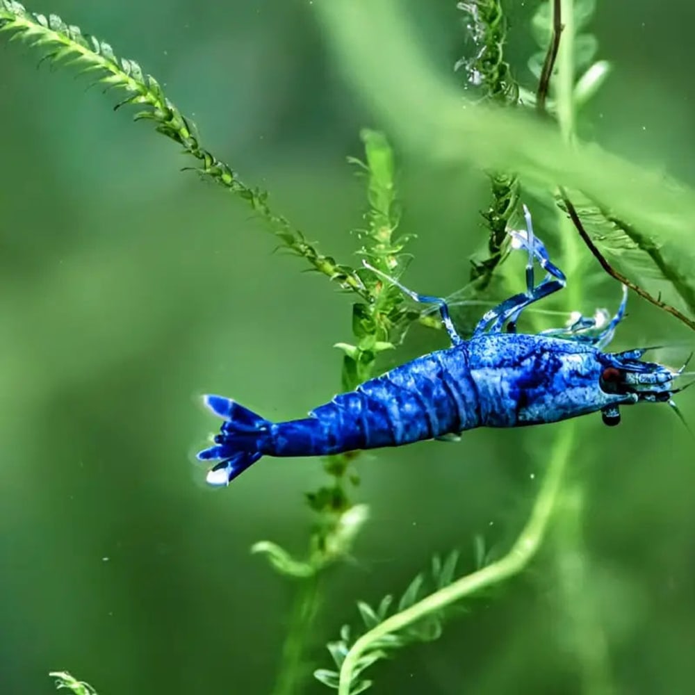 Extreme Blue Bolt