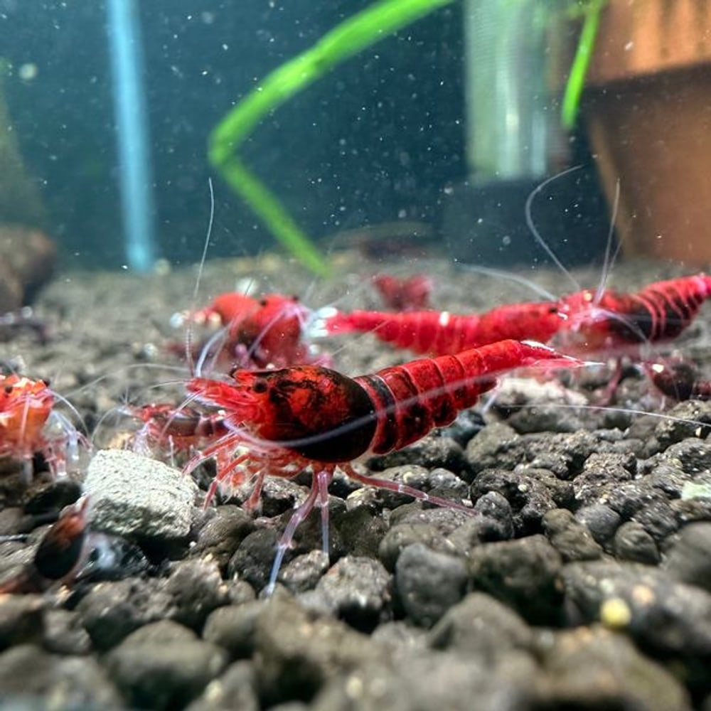 Extreme Dark Red