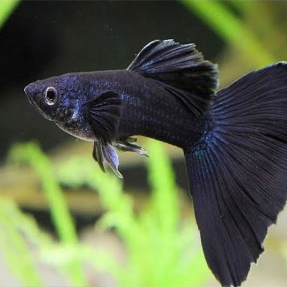 Full Black